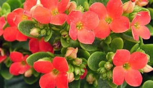 Kalanchoe zur Behandlung der chronischen Prostatitis